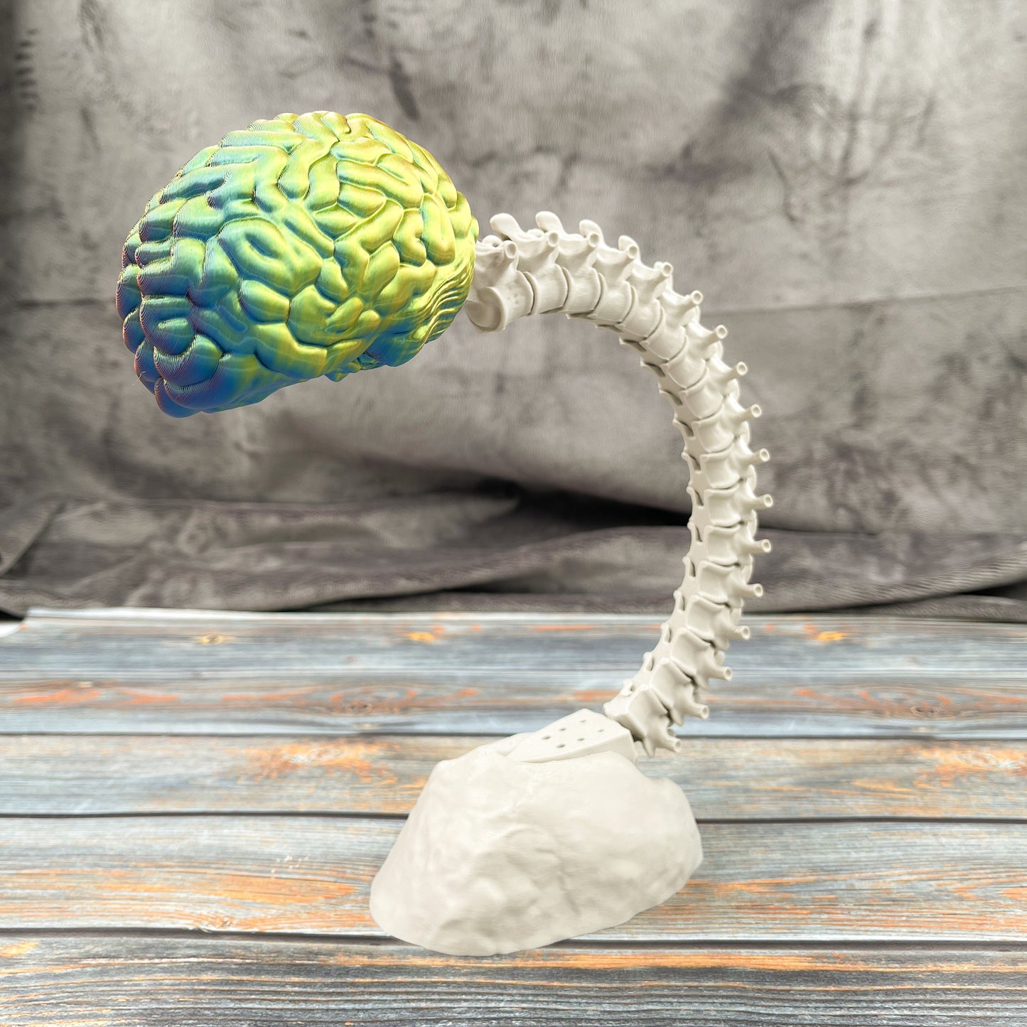 Brain & Spine Display Articulated Display Piece