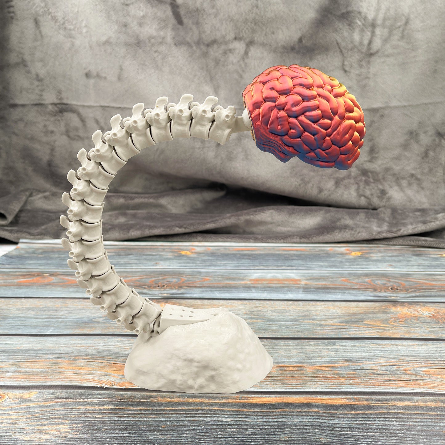 Brain & Spine Display Articulated Display Piece