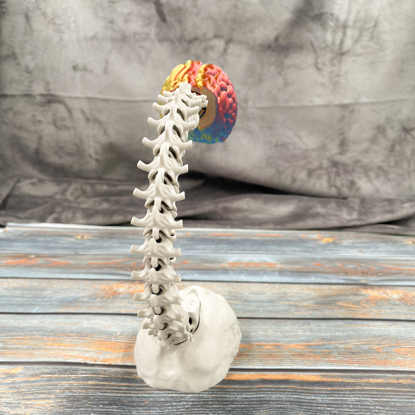 Brain & Spine Display Articulated Display Piece